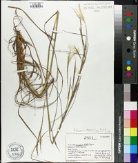 Andropogon ternarius image