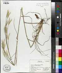 Andropogon ternarius image