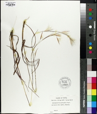 Andropogon brachystachyus image