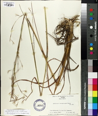 Andropogon brachystachyus image