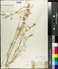 Andropogon capillipes image