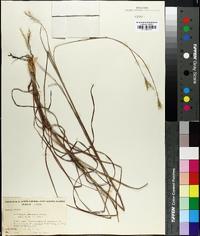 Andropogon ternarius image