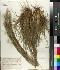 Andropogon eucomus image