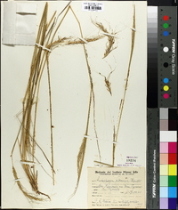 Andropogon selloanus image