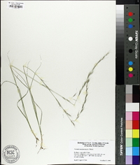 Aristida purpurascens image