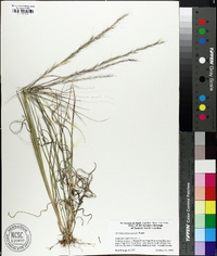 Aristida purpurascens image