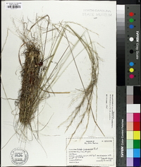 Aristida purpurascens image