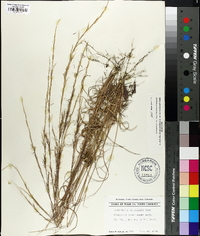 Aristida purpurascens image