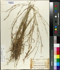 Aristida purpurascens image