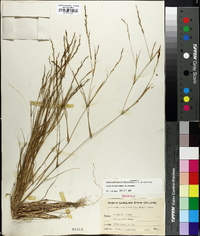 Aristida dichotoma var. dichotoma image