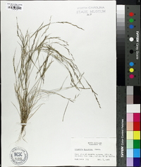 Aristida dichotoma image