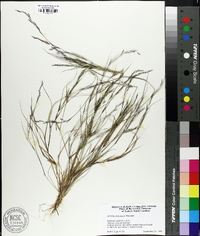 Aristida dichotoma image