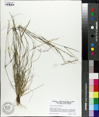 Aristida dichotoma image