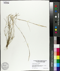 Aristida dichotoma image