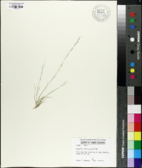 Aristida longespica image