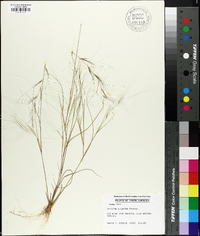 Aristida oligantha image