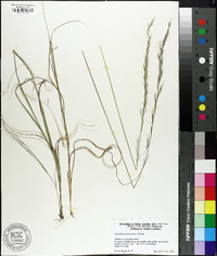 Aristida purpurascens image