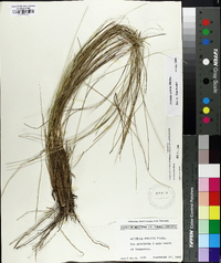 Aristida stricta image