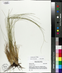 Aristida stricta image