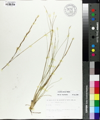 Aristida stricta image