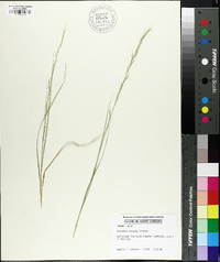 Aristida virgata image