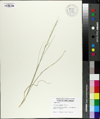 Aristida virgata image