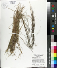 Aristida purpurascens image