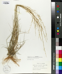 Aristida purpurascens var. purpurascens image