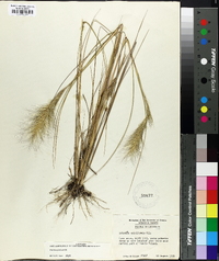 Aristida spiciformis image