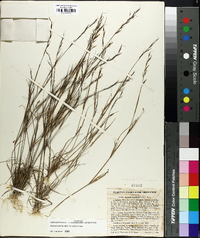 Aristida dichotoma image