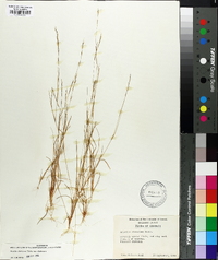 Aristida dichotoma var. dichotoma image