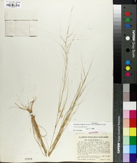 Aristida oligantha image