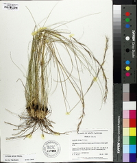 Aristida stricta image