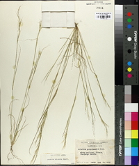 Aristida basiramea image