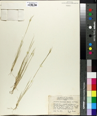 Aristida basiramea image