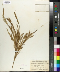 Arundinaria gigantea image