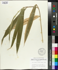 Arundinaria gigantea image