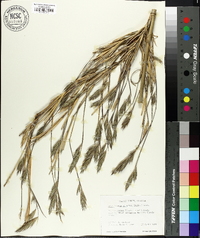 Arundinaria gigantea image