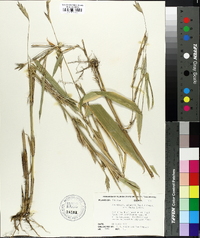 Arundinaria gigantea image