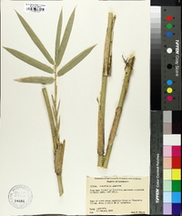 Arundinaria gigantea image