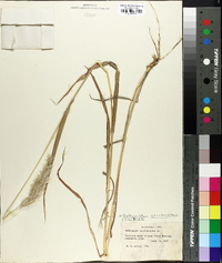 Bothriochloa saccharoides image