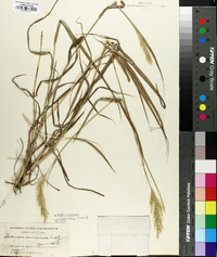 Bothriochloa saccharoides image