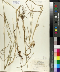 Bromus commutatus image