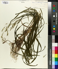 Bromus nottowayanus image