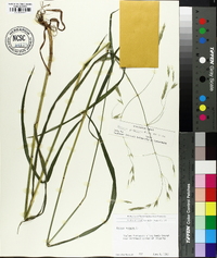 Bromus pubescens image