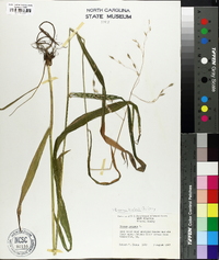 Bromus kalmii image