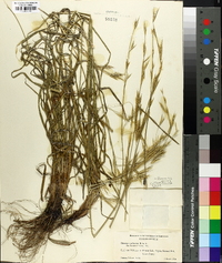 Bromus catharticus image