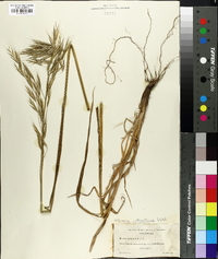 Bromus catharticus image