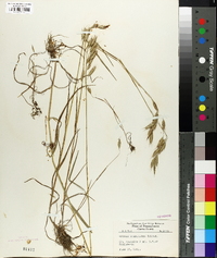 Bromus commutatus image