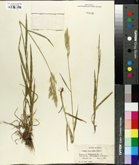 Bromus commutatus image